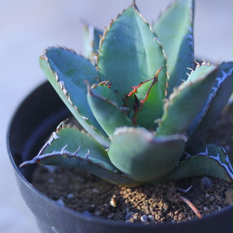 アガベ チタノタ フィリグリー Agave Titanota Filigree Creste