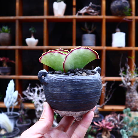 カランコエ Stores