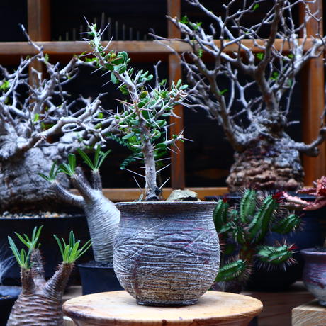 アローディア コモサ Alluaudia Comosa No 芽の巣山
