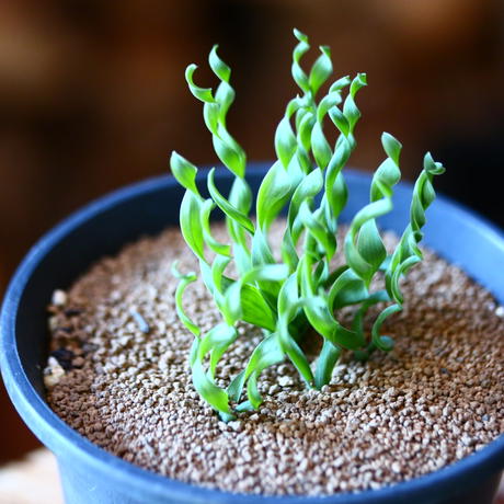 アルブカ Stores アルブカ Stores