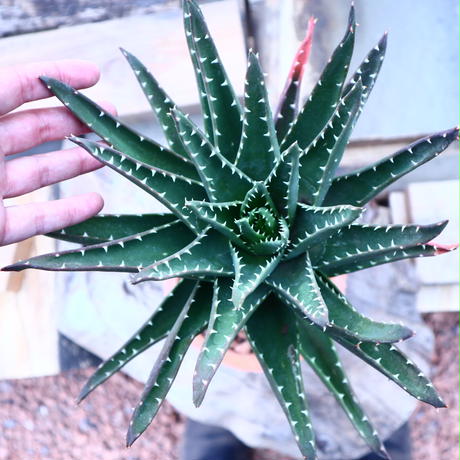アロエ ノビリス 不夜城 Aloe Nobilis No 芽の巣山