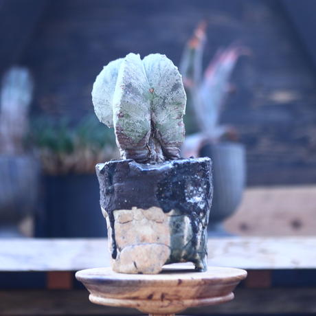 アストロフィツム ランポー玉 Astrophytum Myriostigma