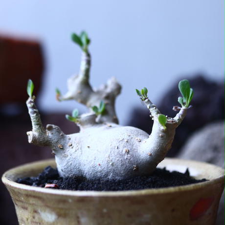 予約販売 希少種 丸型 ぷっくら塊根 オトンナ トリプリネルビア 植物 観葉植物