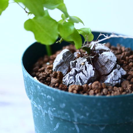 ディオスコレア 亀甲竜 Dioscorea Elephantipe No 1