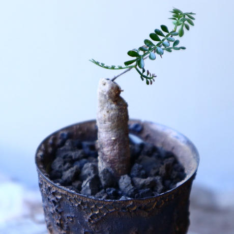 オペルクリカリア パキプス ヒファエノイデス 根差し Operculicarya