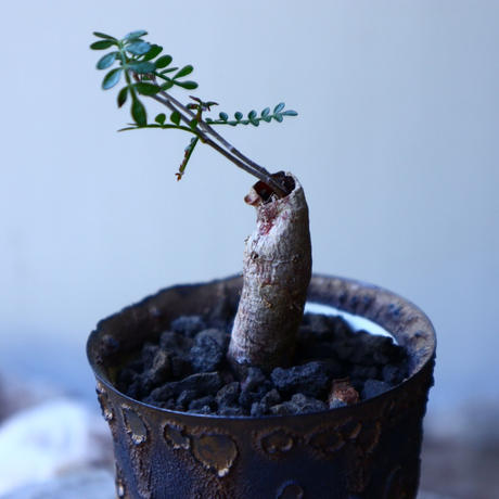 オペルクリカリア パキプス ヒファエノイデス 根差し Operculicarya