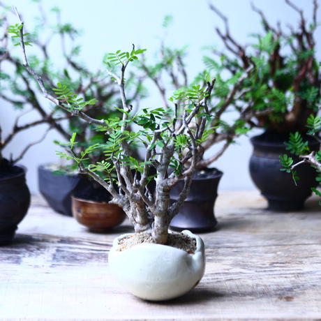 センナ メリディオナリス Senna Meridionalis No 芽の巣山