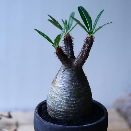 パキポディウム グラキリス Pachypodium Rosulatum Var Grac