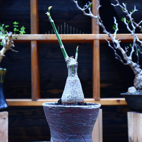 プセウドボンバックス エリプティクム Pseudobombax Ellipticum