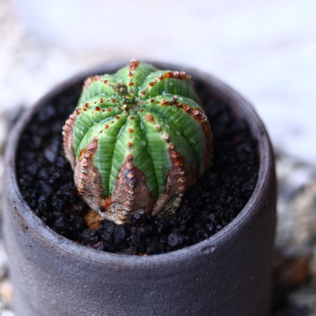 ユーフォルビア オベサ ハイブリット No 008 芽の巣山