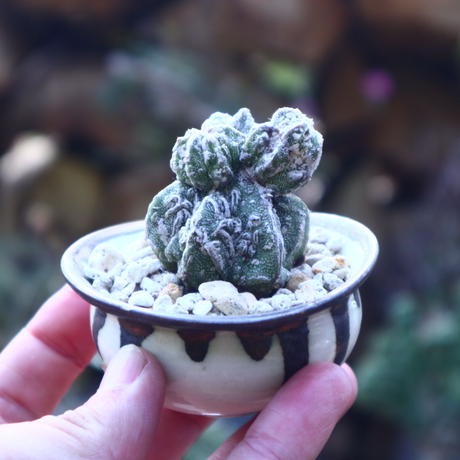 アストロフィツム 複隆ランポー玉 No 417 芽の巣山