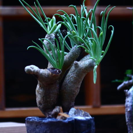 実生 チレコドン ルブロベノサス Tylecodon rubrovenosus （多肉