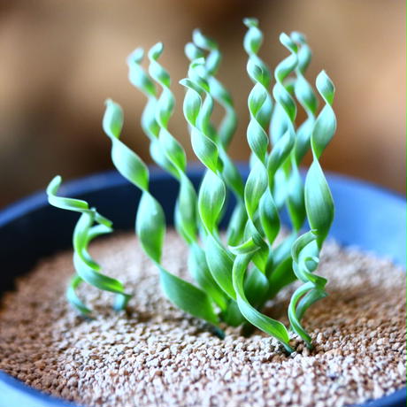 アルブカ Stores アルブカ Stores