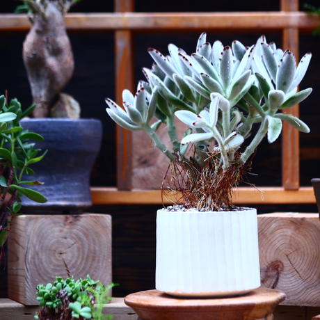 カランコエ Stores