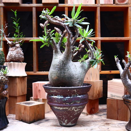 パキポディウム グラキリス Pachypodium Gracilius No