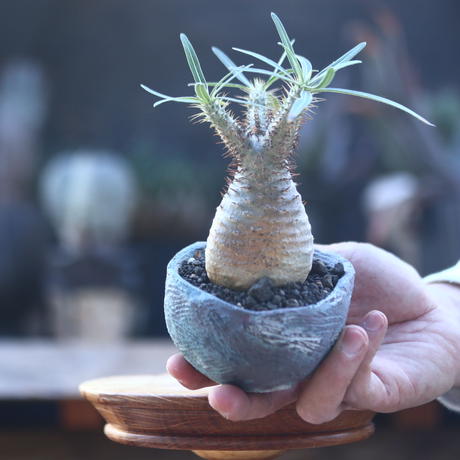 パキポディウム グラキリス Pachypodium Gracilius N