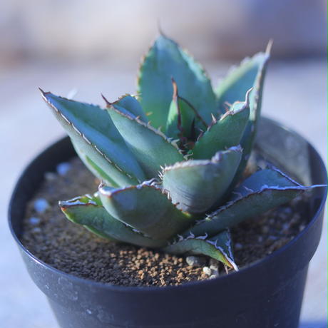アガベ チタノタ フィリグリー Agave Titanota Filigree Creste
