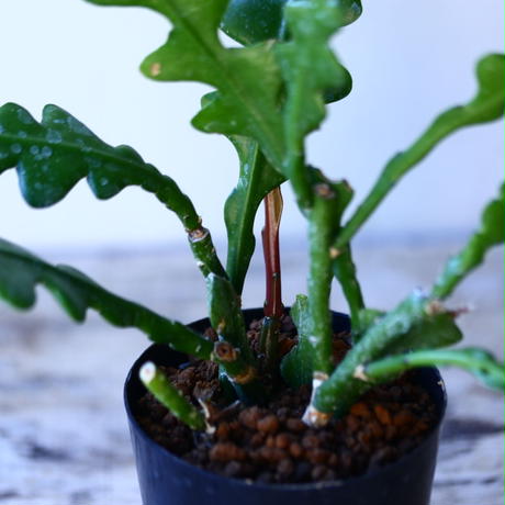 エピフィルム アングリガー Epiphyllum Anguliger No エピフィルム アングリガー Epiphyllum Anguliger No