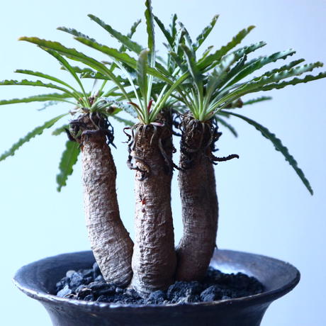 ユーフォルビア　クリスパ　現地株 美株 ユーフォルビア クリスパ 発根済 Euphorbia crispa 塊根植物 検