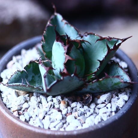 アガベ チタノタ ブラック ブルー Agave Titanota Black Bule N