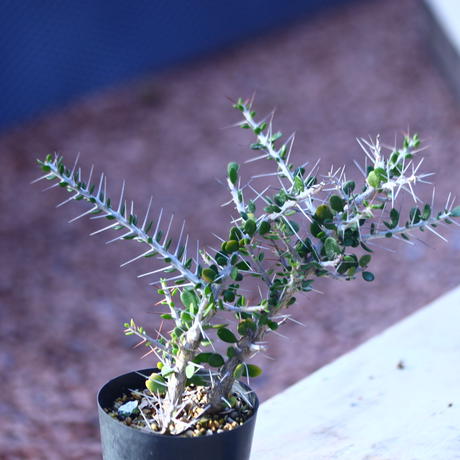 アローディア コモサ Alluaudia Comosa No 芽の巣山