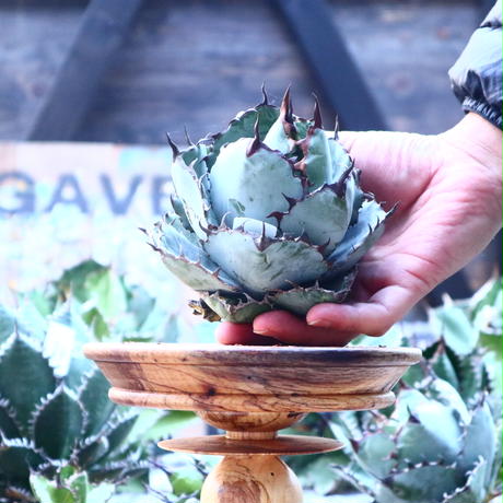 アガベ チタノタ ブラック ブルー Agave Titanota Black Bule