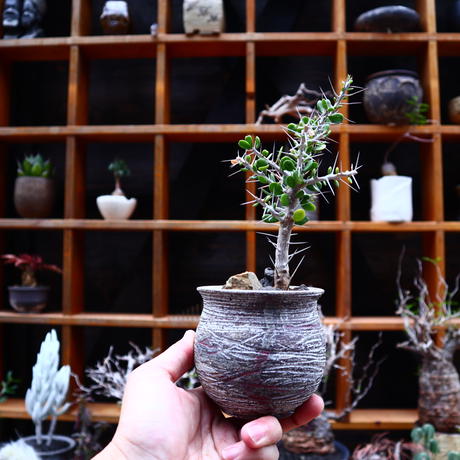 アローディア コモサ Alluaudia Comosa No 芽の巣山