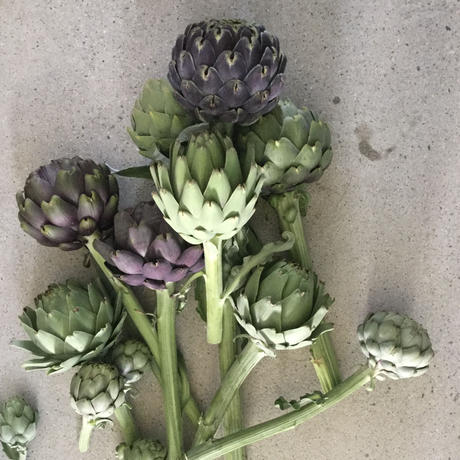 アーティチョーク Stores