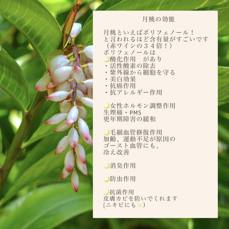 月桃茶　リーフType (10g)　〜ほぼほぼポリフェノールでできてるんじゃないかな。という薬草！女性ホルモンを味方にしたい方はコレ！！！〜