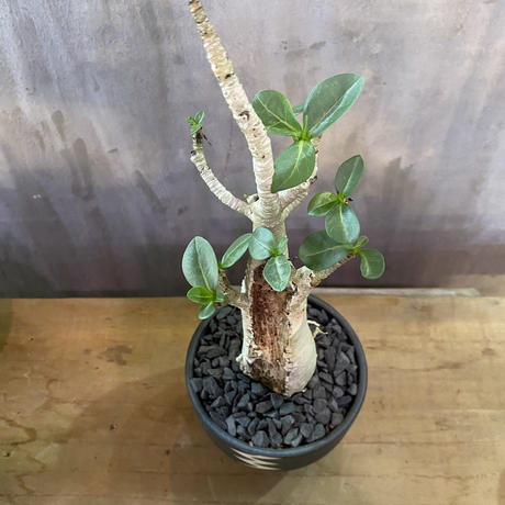 アデニウム Valiem 砂漠の薔薇 塊根植物 コーデックス 多肉植物 A Plant
