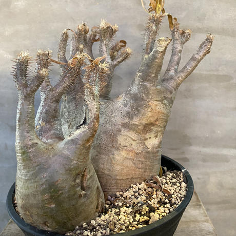 パキポディウム グラキリス 2ヘッド 21番 塊根植物 コーデックス マダガスカル現地球