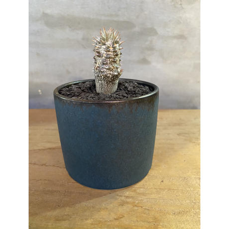 パキホディウム グラキリス 実生 塊根植物 コーデックス A Plants 塊根植物販売