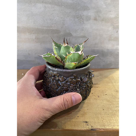 アガベ チタノタ 白鯨 Agave Titanota 塊根植物 コーデックス 多肉植物 A