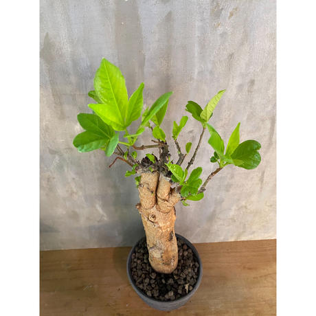 バオバブ アダンソニア ディギタータ 2番 塊根植物 コーデックス の A Plants