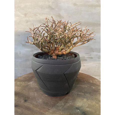 Stores 塊根植物の検索結果