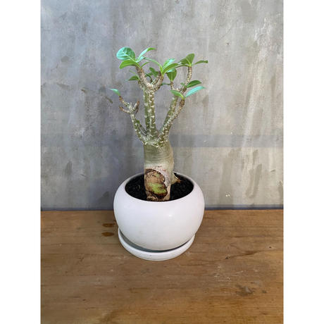 アデニウム アラビカム 塊根植物 コーデックス 多肉植物 A Plants 塊根植物販売