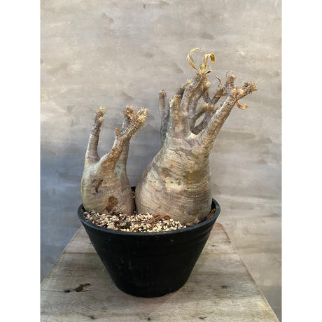 パキポディウム グラキリス 2ヘッド 21番 塊根植物 コーデックス マダガスカル現地球