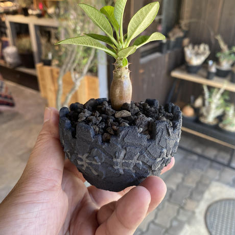 植物 鉢 パキホディウム ウィンゾリー 実生株 Left Botanical 凹凸 Lo