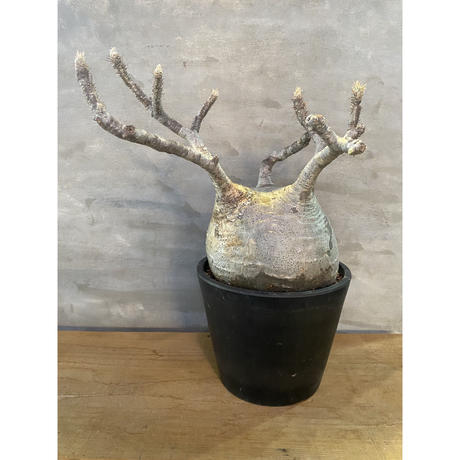 Stores 塊根植物の検索結果