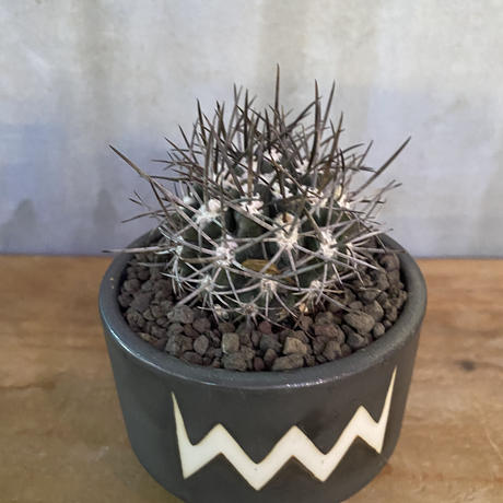 エリオシケ エキナス 実生株 Valiem 塊根植物 コーデックス 多肉植物 現地株