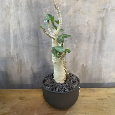 アデニウム Valiem 砂漠の薔薇 塊根植物 コーデックス 多肉植物 A Plant