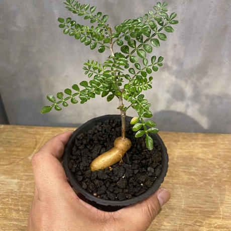 早い者勝ち 10月7日着 オペルクリカリアパキプス パキプス 巨大パワータンク付 早い者勝ち！ 実生2年 オペルクリカリア パキプス 根上げ株 パワー