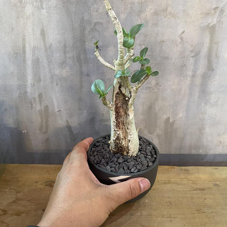 アデニウム Valiem 砂漠の薔薇 塊根植物 コーデックス 多肉植物 A Plant