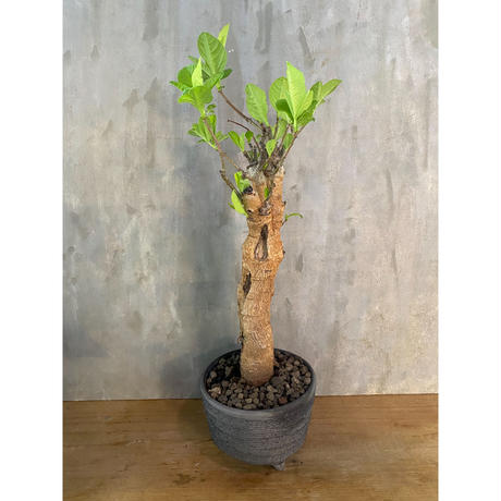 バオバブ アダンソニア ディギタータ 2番 塊根植物 コーデックス の A Plants バオバブ アダンソニア ディギタータ 2番 塊根植物 コーデックス の A Plants