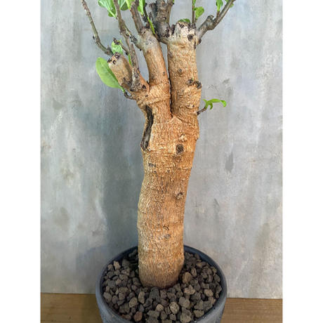 バオバブ アダンソニア ディギタータ 2番 塊根植物 コーデックス の A Plants