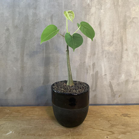 Stores 塊根植物の検索結果