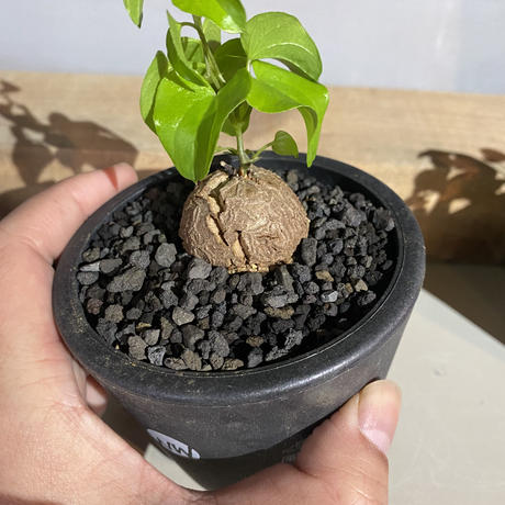 植物 鉢 風街植物店 イベント限定プラ鉢 3号 亀甲竜 実生株 キャンプ 多肉植物 塊根