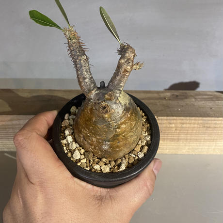 植物 鉢 風街植物店 イベント限定プラ鉢 3号 パキホディウム グラキリス 輸入株キャン