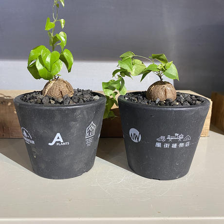 植物 鉢 風街植物店 イベント限定プラ鉢 3号 亀甲竜 実生株 キャンプ 多肉植物 塊根