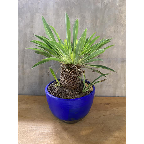 Stores 塊根植物の検索結果